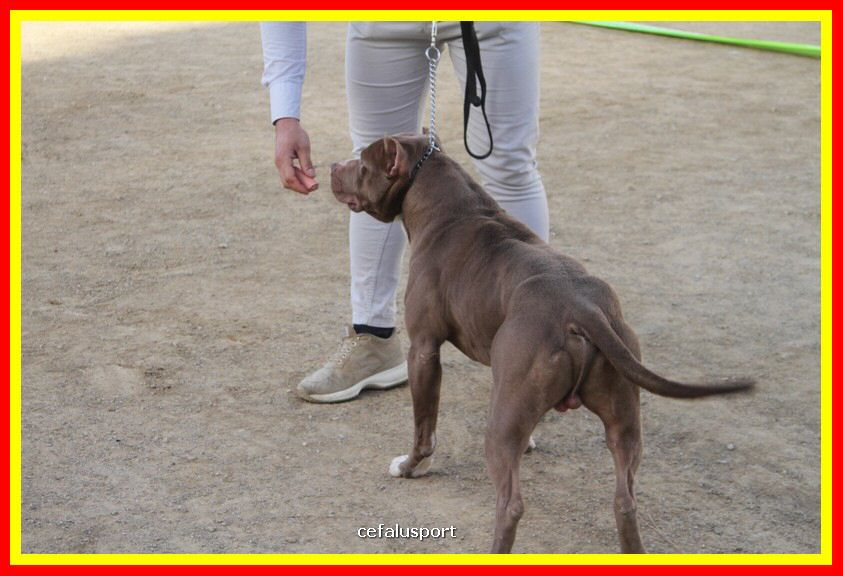 180311 mostra_canina 120.jpg